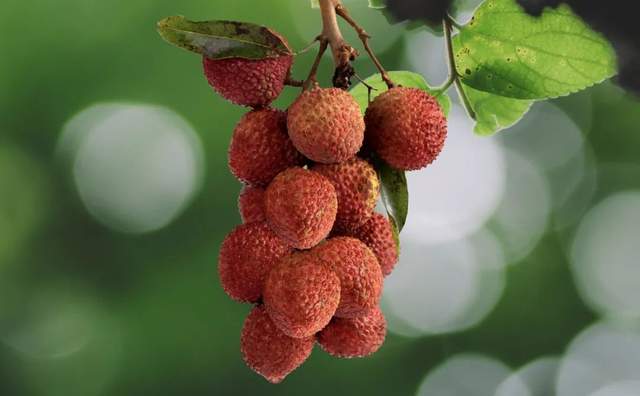 杨贵妃唔食广东荔枝？苏东坡听唔明广东话？