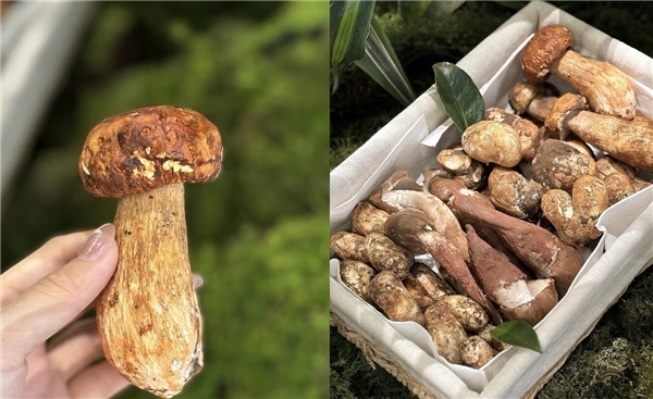 “蘑”法山珍平价尝鲜! 京东七鲜香格里拉松茸99元开抢