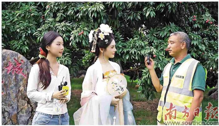 南方公益联合YY直播探访“荔枝之乡”
