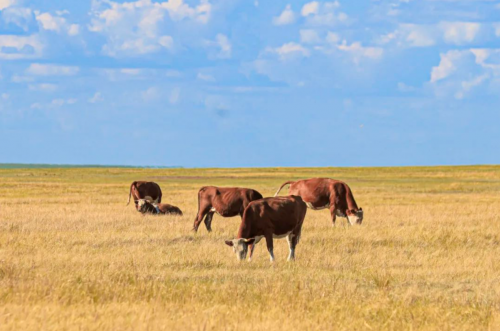 供应链差异化突围:Olé精品超市的高端业态进阶之路