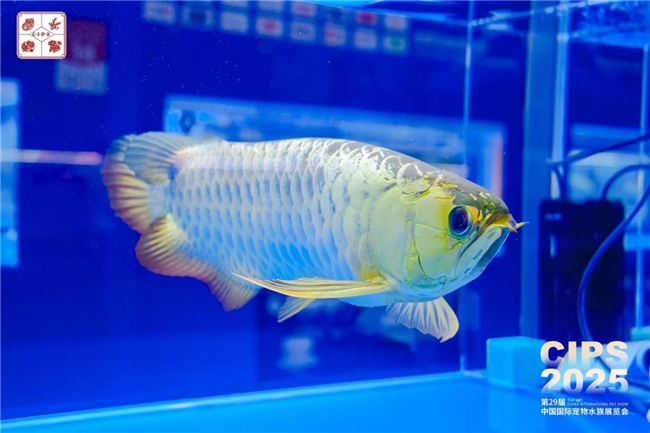 第29届中国国际宠物水族展览会迎「无限」而启，于广州荣耀开幕