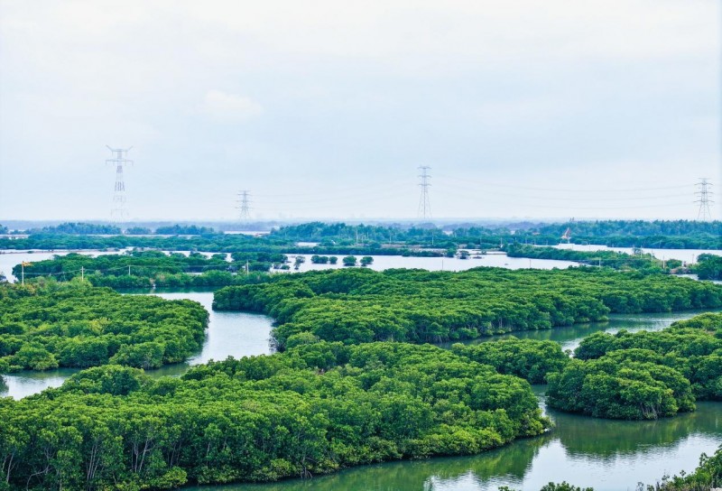 践行“两山”理念：中交广航局以创新实践守护“国宝”红树林，绘就“绿美广东”新画卷