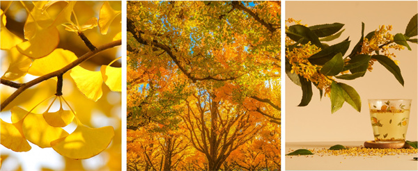 秋日松弛感指南:请收下花王的“治愈系”清单!