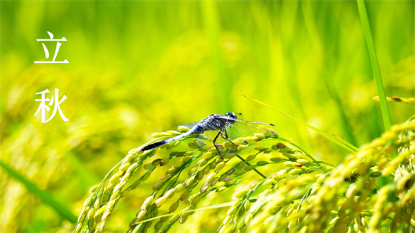 立秋换季 :清爽告别夏日,与初秋温柔邂逅
