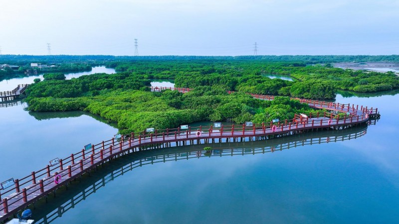 践行“两山”理念：中交广航局以创新实践守护“国宝”红树林，绘就“绿美广东”新画卷