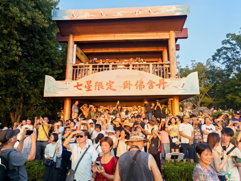 今天,“卧佛”成功“含丹”!