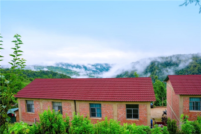 85年匠心守初心!大益勐海茶厂借厂庆奏响乡村振兴 “茶旅交响曲”