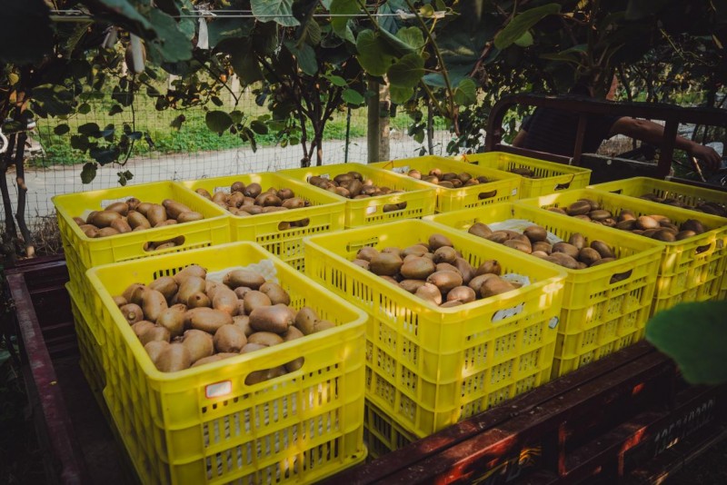 中国农民丰收节成功举办八届,百果园通过品牌+技术持续为果农增收助力